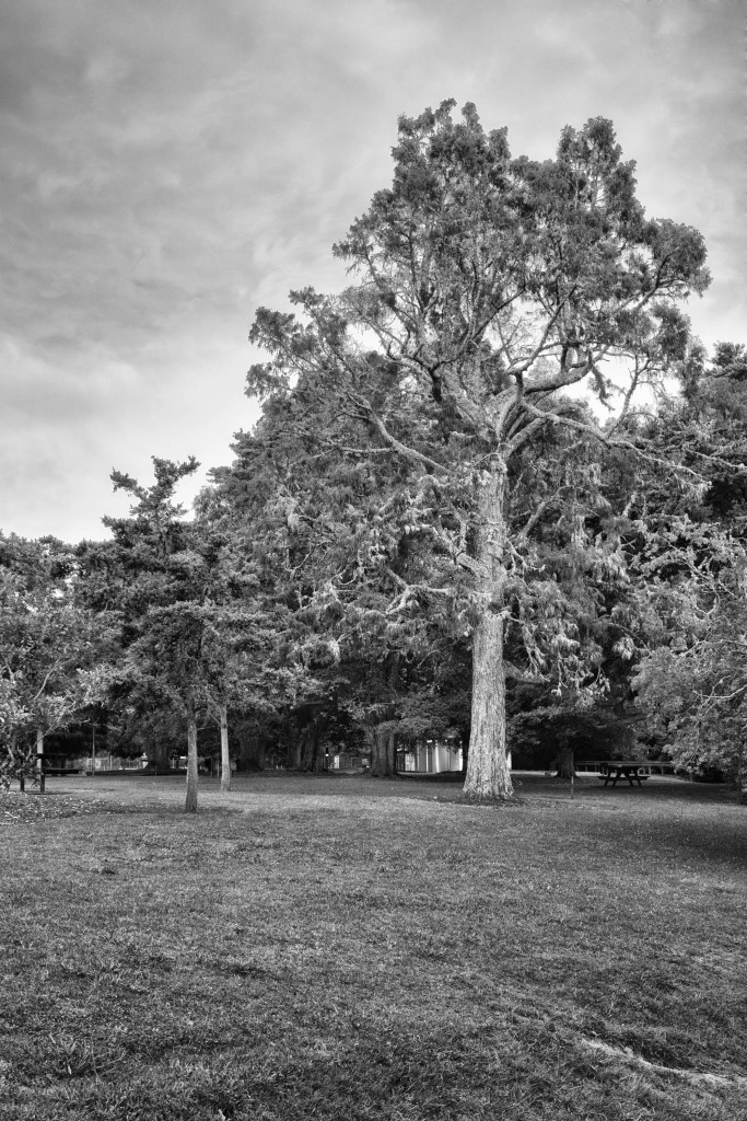 Lichen laden Totara Park tree.